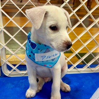 香川県出身野犬の仔犬【アル君】