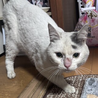 人懐っこくてスリスリ大好き！オス猫ちゃん