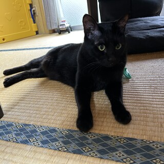 黒猫ちゃん募集中