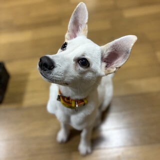 生後二ヶ月・明るい性格のオス子犬