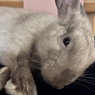 ネザーランドドワーフ