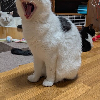 多頭飼育向け！猫たらしな女の子