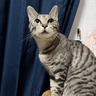 柄がキレイなサバトラ美猫のイエちゃん　推定4歳