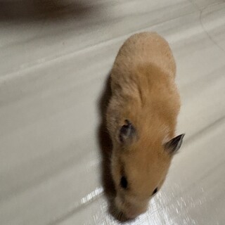 キンクマハムスター