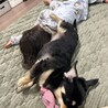 りのぴっぴ