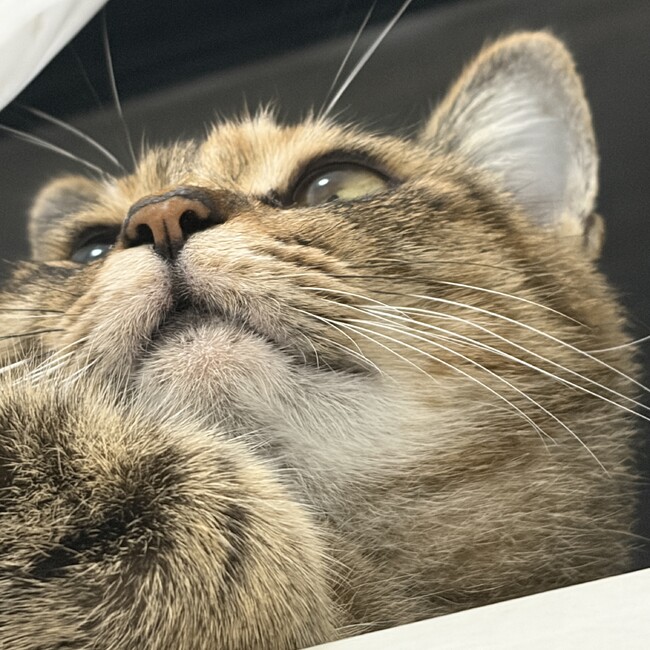 しらたまろんのカバー写真