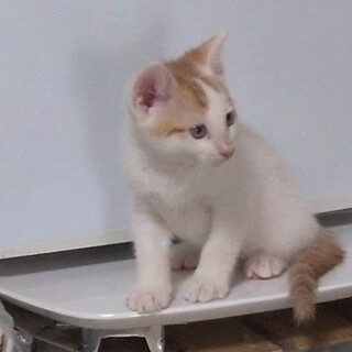 2番目になりがちなシー君