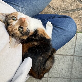 甘えん坊のミケちゃんです