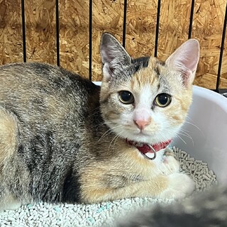 譲渡会参加予定★鍵尻尾のパステル三毛猫かずちゃん