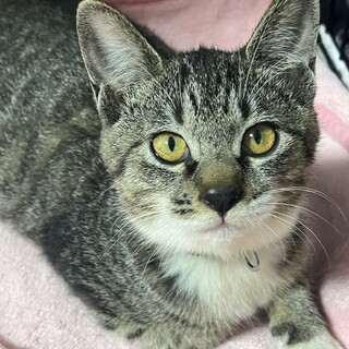 譲渡会参加予定★白靴下で甘えん坊のたみちゃん