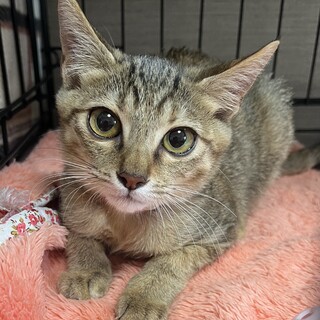 譲渡会参加予定★シャイで甘えん坊の舞鶴ちゃん