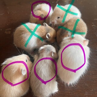 ゴールデンハムスター 里親募集 5匹