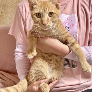 人が大好き！可愛い茶トラの「きなこくん」