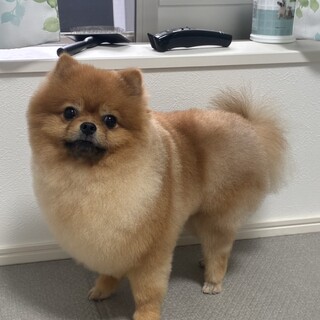 ひっつき虫なバーム君