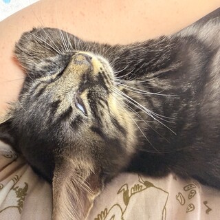キジ猫