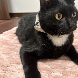 ちょっぴりおでぶな黒猫くん⭐︎