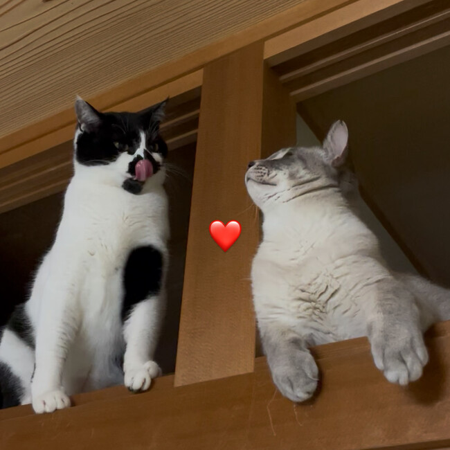 ごろぬんのカバー写真