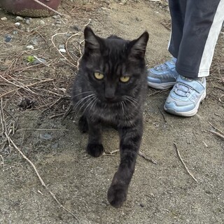 母猫子猫共々お引き取り可能な方を探しております