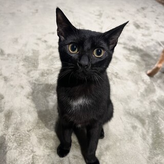お胸の白い毛がチャームポイントの二上くん！