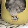らりくん